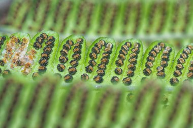 Sori 'nin karın altından yayılışını yakından çek eğreltiotu yapraklı pinnule..