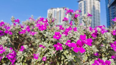 Löcophyllum frutescens figwort ailesinde yemyeşil bir çalı