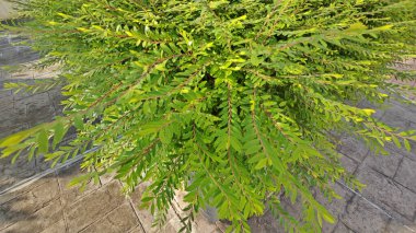Minik yeşil yapraklı budanmış Thunberg Spirea Meadowsweet Bush bitkisi.