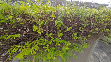 Minik yeşil yapraklı budanmış Thunberg Spirea Meadowsweet Bush bitkisi.