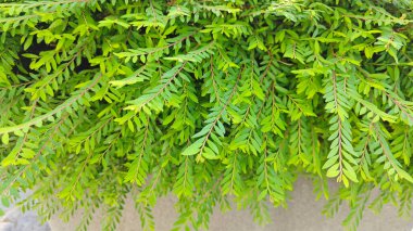 Minik yeşil yapraklı budanmış Thunberg Spirea Meadowsweet Bush bitkisi.
