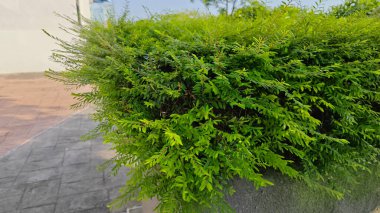 Minik yeşil yapraklı budanmış Thunberg Spirea Meadowsweet Bush bitkisi.