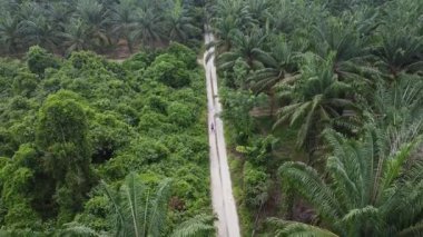 İzole edilmiş palmiye yağı tarlasında İHA uçuran bir adamın hava görüntüleri..