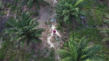 İzole edilmiş palmiye yağı tarlasında İHA uçuran bir adamın hava görüntüleri..