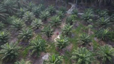 İzole edilmiş palmiye yağı tarlasında İHA uçuran bir adamın hava görüntüleri..