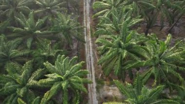 İzole edilmiş palmiye yağı tarlasında İHA uçuran bir adamın hava görüntüleri..