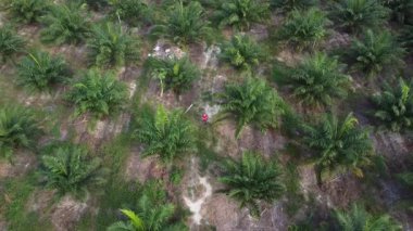 İzole edilmiş palmiye yağı tarlasında İHA uçuran bir adamın hava görüntüleri..