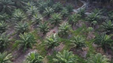 İzole edilmiş palmiye yağı tarlasında İHA uçuran bir adamın hava görüntüleri..
