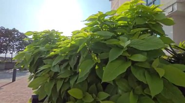 Yapraklı Pisonia Alba Kol Banda Ceodes Grandis ağacı.