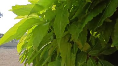 Yapraklı Pisonia Alba Kol Banda Ceodes Grandis ağacı.