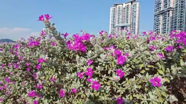 Löcophyllum frutescens figwort ailesinde yemyeşil bir çalı.