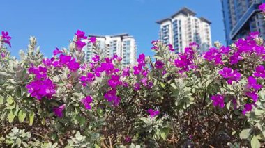 Löcophyllum frutescens figwort ailesinde yemyeşil bir çalı.