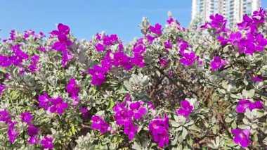 Löcophyllum frutescens figwort ailesinde yemyeşil bir çalı.