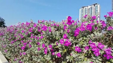 Löcophyllum frutescens figwort ailesinde yemyeşil bir çalı.