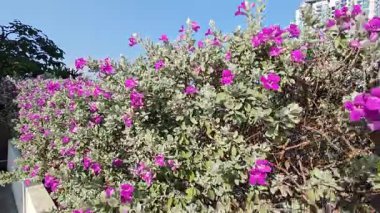 Löcophyllum frutescens figwort ailesinde yemyeşil bir çalı.