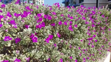 Löcophyllum frutescens figwort ailesinde yemyeşil bir çalı.