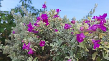 Löcophyllum frutescens figwort ailesinde yemyeşil bir çalı.
