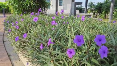 Parktaki mor yakut çiçeği çalıları.