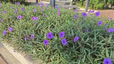 Parktaki mor yakut çiçeği çalıları.