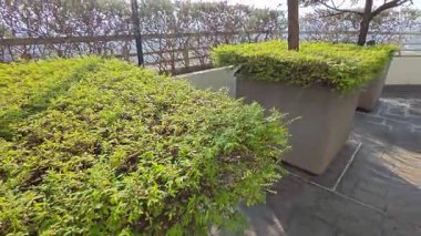 Minik yeşil yapraklı budanmış Thunberg Spirea Meadowsweet Bush bitkisi.