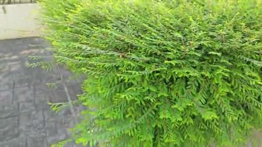 Minik yeşil yapraklı budanmış Thunberg Spirea Meadowsweet Bush bitkisi.