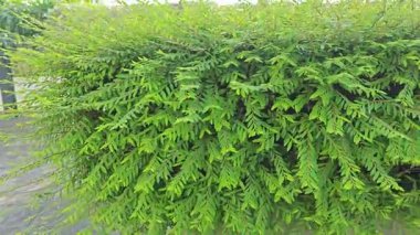 Minik yeşil yapraklı budanmış Thunberg Spirea Meadowsweet Bush bitkisi.