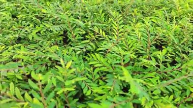 Minik yeşil yapraklı budanmış Thunberg Spirea Meadowsweet Bush bitkisi.