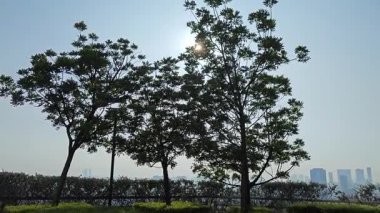 Minik yeşil yapraklı budanmış Thunberg Spirea Meadowsweet Bush bitkisi.