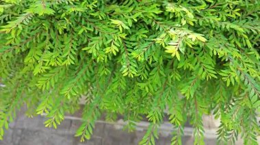 Minik yeşil yapraklı budanmış Thunberg Spirea Meadowsweet Bush bitkisi.
