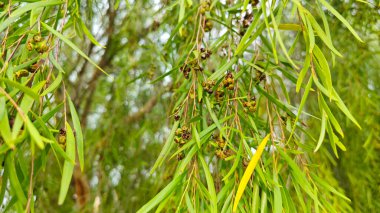 Ağlayan söğüt dalları, sarkan uzun yapraklarla küçük meyveler filizlenir..
