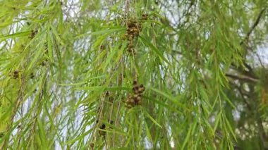 Ağlayan söğüt dalları, sarkan uzun yapraklarla küçük meyveler filizlenir.. 