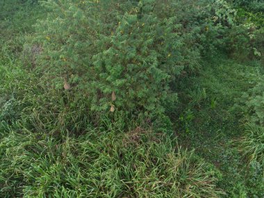 Çok dokumacı armut şekilli yapı yuvası ağaç dallarında asılı..