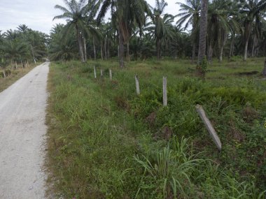 Kırsal kırsal yol manzarası etrafında eski binalar filizlenmiş.. 