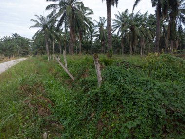 Kırsal kırsal yol manzarası etrafında eski binalar filizlenmiş.. 