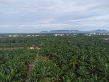 Kırsal kırsal yol manzarası etrafında eski binalar filizlenmiş.. 