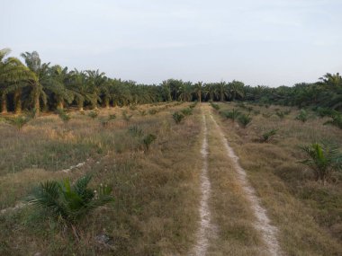 Kırsal kırsal yol manzarası etrafında eski binalar filizlenmiş.. 