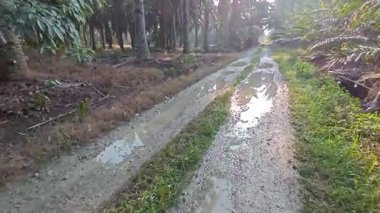 Sabah güneşi tarlaya giden toprak yolda parıldıyor..  