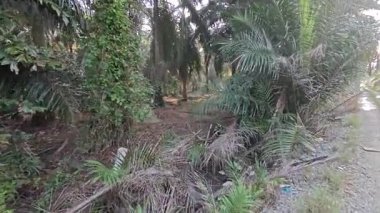 Sabah güneşi tarlaya giden toprak yolda parıldıyor..  