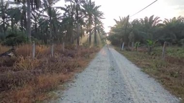 Sabah güneşi tarlaya giden toprak yolda parıldıyor..  