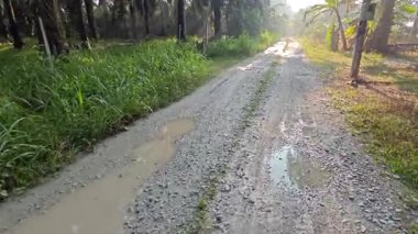 Sabah güneşi tarlaya giden toprak yolda parıldıyor..  