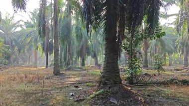 Sabah güneşi tarlaya giden toprak yolda parıldıyor..  