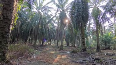 Sabah güneşi tarlaya giden toprak yolda parıldıyor..  