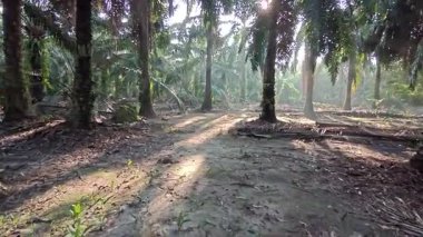 Sabah güneşi tarlaya giden toprak yolda parıldıyor..  