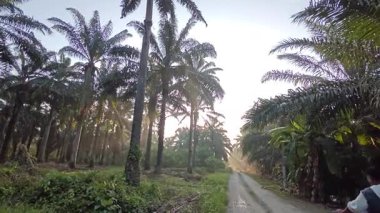 Perak, Malezya. 01.2025 Temmuz: Kg Koh Çiftliği 'nin toprak yolunda gün ışığına çıkan bilinmeyen sürücü.