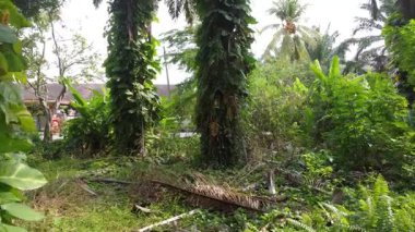 Çiftlikteki sarmaşıklara tırmanan ve sürünen çalıların hava manzarası..  