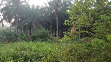 Çok dokumacı armut şekilli yapı yuvası ağaç dallarında asılı.. 