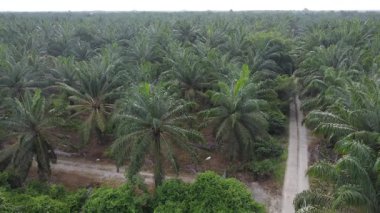 Eski ve yeni binalar filizlenen kırsal patika yolunun çevresel manzarası..