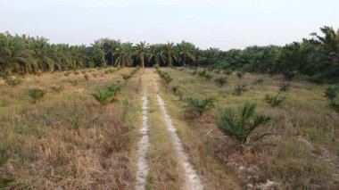 Eski ve yeni binalar filizlenen kırsal patika yolunun çevresel manzarası..