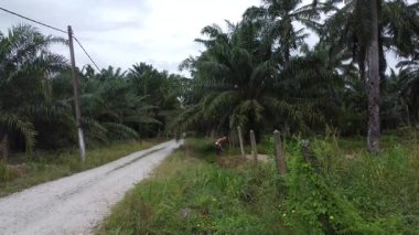 Perak, Malezya. 22 Temmuz 2025: Kg Koh palmiye yağı çiftliğindeki patika yolu boyunca yabani otları ayıklayan ve çapalayan bir çiftçinin hava sahnesi. 