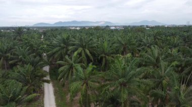 Perak, Malezya. 22 Temmuz 2025: Kg Koh palmiye yağı çiftliğindeki patika yolu boyunca yabani otları ayıklayan ve çapalayan bir çiftçinin hava sahnesi. 